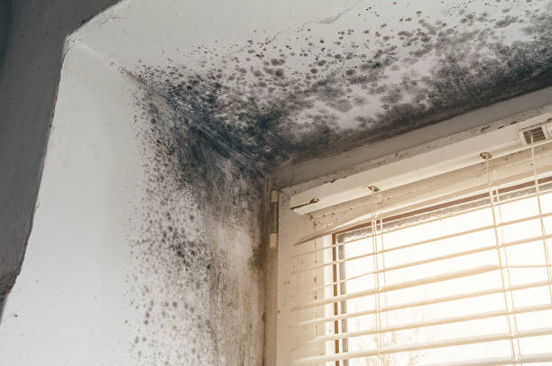 Affordable Mold Remediation solutions in Columbus, NC
