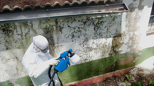Trusted Basement Mold Remediation service in Columbus, NC - Cheap Mold Removal